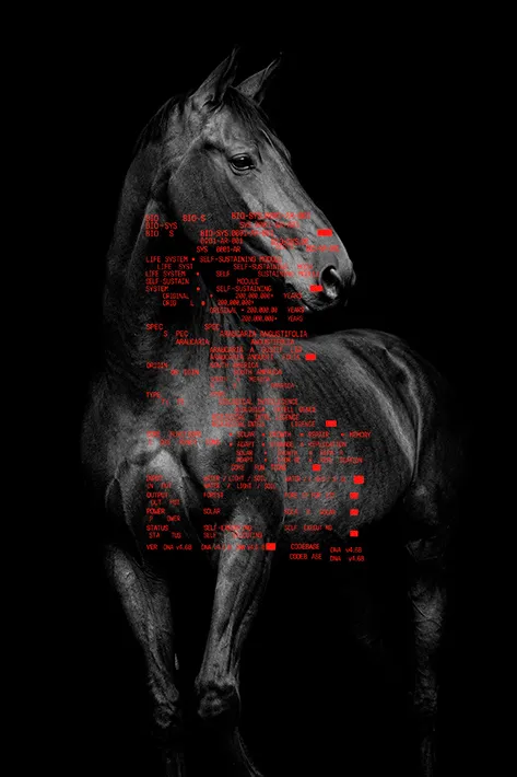 Cavalo em preto e branco com a ficha técnica vermelha sobreposta